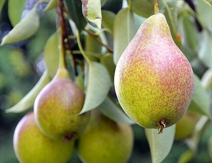Drzewa owocowe – jakie gatunki są najczęściej uprawiane?
