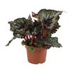Begonia królewska MIX 20 cm