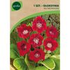 Sinningia ROI DES ROUGES 1 szt. cebulki kwiatów GEOLIA