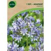 Cebulki kwiatów BLUE Agapant 1szt. GEOLIA