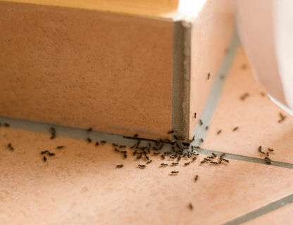 Jak pozbyć się mrówek z domu? Sprawdź praktyczne porady