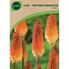 Trytoma groniasta 3 szt. GEOLIA