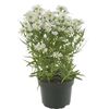 Roślina ogrodowa MIX Aster 35 - 40 cm