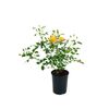 Róża licencjonowana MIX 30 - 40 cm