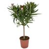 Oleander (forma pienna) MIX 100 cm