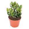 Grubosz owalny 15 cm