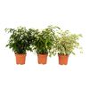 Figowiec Benjamiński Ficus MIX 65 - 70 cm