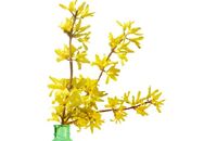 Forsycje