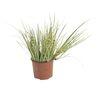 Turzyca oszimska 'Evergold' 10 - 20 cm