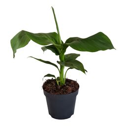 Bananowiec Basjoo 50-60 cm