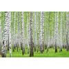 Fototapeta BRZOZY 368 x 254 cm
