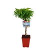 Brzoskwinia karłowa 60 - 80 cm BERRY&MORE™