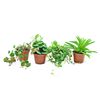 Peperomia MIX 10 cm