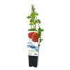 Malinojeżyna Loganberry 45 cm BERRY&MORE™