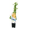 Malina Twotimer® Sugana Yellow 45 cm BERRY&MORE™