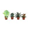 Kalanchoe MIX 10 cm