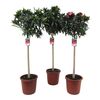 Oleander 150 - 170 cm