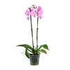 Storczyk Falenopsis Grandiflora 2 pędy MIX 100 cm