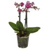 Storczyk Falenopsis Multiflora 4 pędy MIX 50 cm