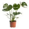 Monstera dziurawa 60 cm