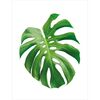 Plakat MONSTERA 30 x 40 cm