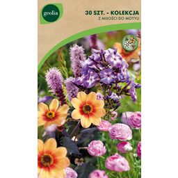 Jaskier Liatra Floks mix 30 szt. cebulki kwiatów Geolia
