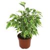 Figowiec Benjamiński 'Kinky' 25 cm