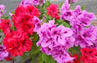 Pelargonie – kwiaty idealne na balkon