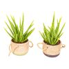 Aloes zwyczajny 30 cm