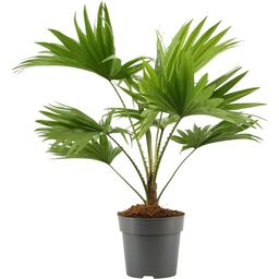 Liwistona Rotundifolia 35-40 cm