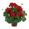 Pelargonia Champion™ MIX 30 - 40 cm