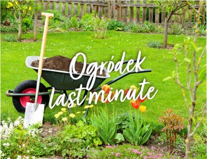 Ogródek last minute – co można sadzić w kwietniu?