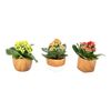Kalanchoe MIX 15 cm